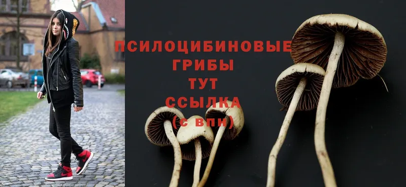 как найти закладки  Вязники  Галлюциногенные грибы MAGIC MUSHROOMS 